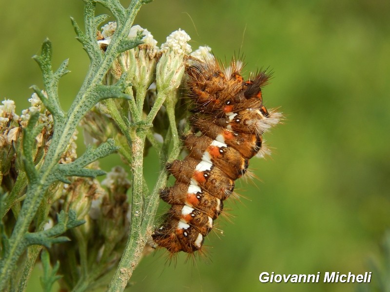 Bel bruco da ID - Acronicta (Viminia) rumicis